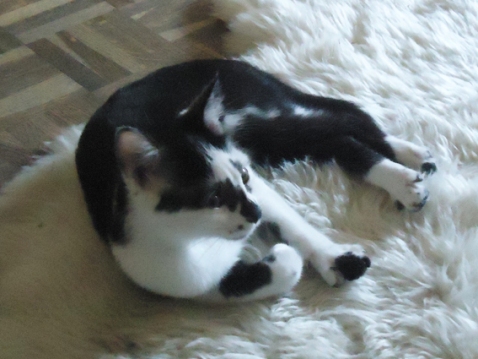 Angelina, chatonne adoptée en septembre 2011 avec l'Association SOLANA
